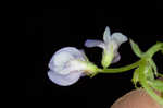 Louisiana vetch